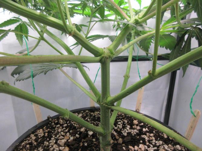 SENSI Sweet Cherry Kush-Time Lapse. Week 7 - Under story