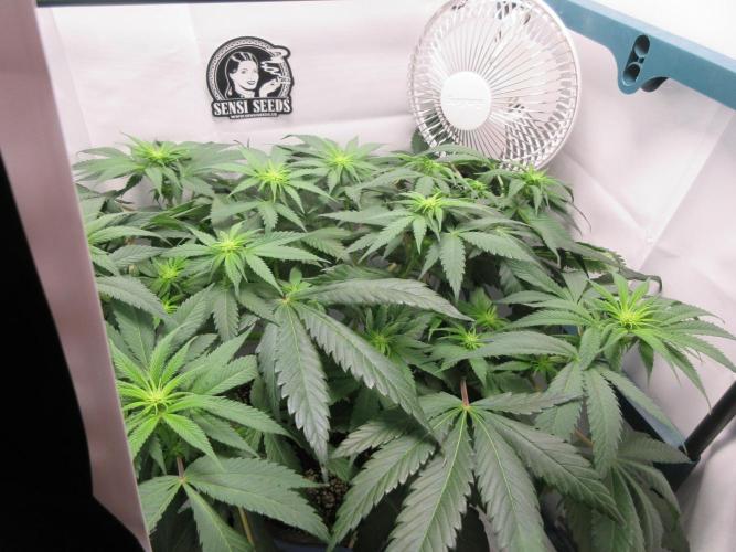 SENSI Sweet Cherry Kush-Time Lapse. Week 7 - Filled out the tent nicely!