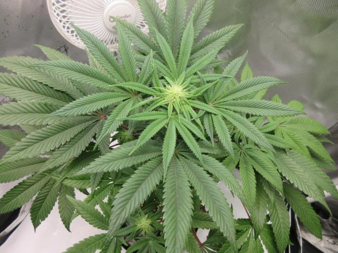 Grapefruit Grow. Week 9 - Grapefruit - 3 weeks into flowering