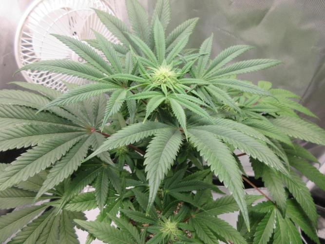 Grapefruit Grow. Week 9 - Looking good!