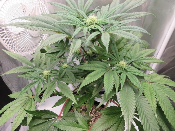 Grapefruit Grow. Week 9 - Nice structure and color