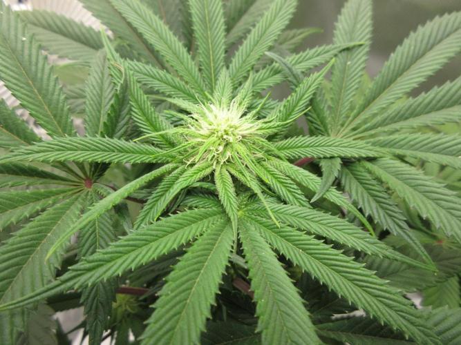 Grapefruit Grow. Week 9 - Close up of top