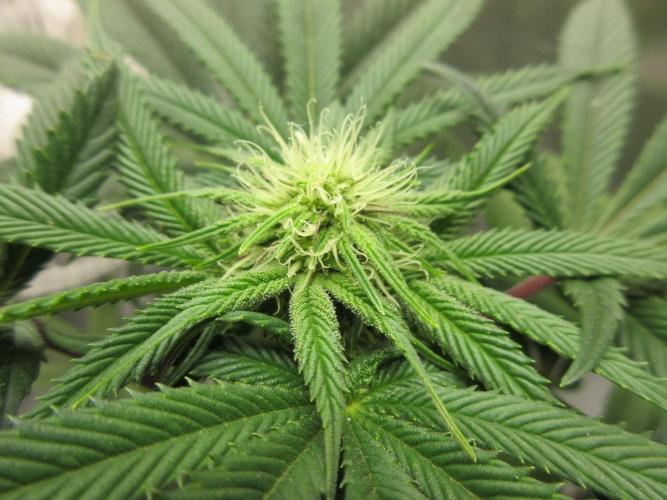 Grapefruit Grow. Week 9 - Pretty pistils!