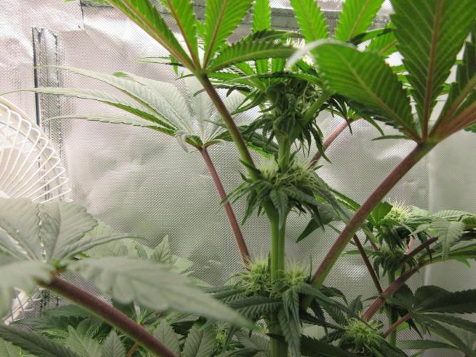 Grapefruit Grow. Week 9 - Chunky bud development