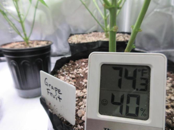 Grapefruit Grow. Week 9 - Temp is 74F/23 C