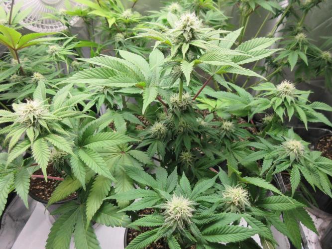 Apollo 11 x Grimm Glue Cross. Week 9 - Lil Joe - Week 3 of flowering completed