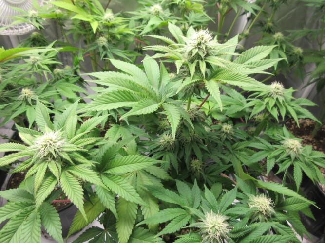Apollo 11 x Grimm Glue Cross. Week 9 - Li Joe - Color is better