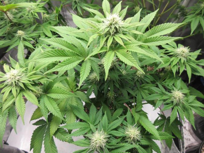 Apollo 11 x Grimm Glue Cross. Week 9 - Lil Joe - chunky bud formation