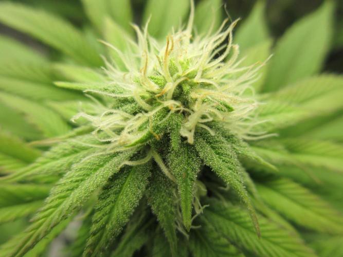 Apollo 11 x Grimm Glue Cross. Week 9 - Close up - already some amber