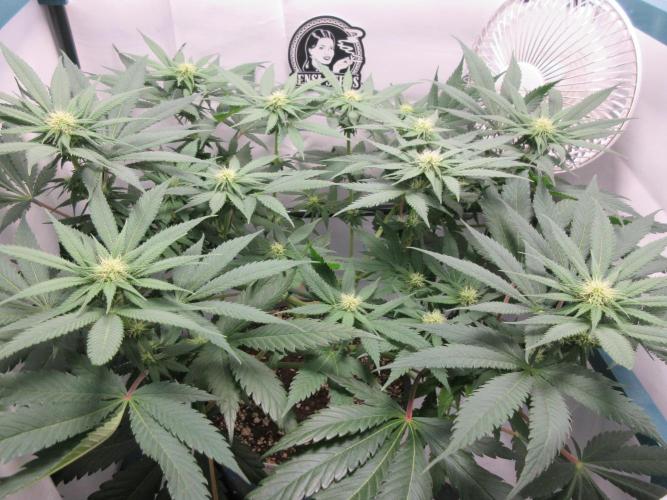 SENSI Sweet Cherry Kush-Time Lapse. Week 8 - Day 56 - 3 weeks of flowering completed