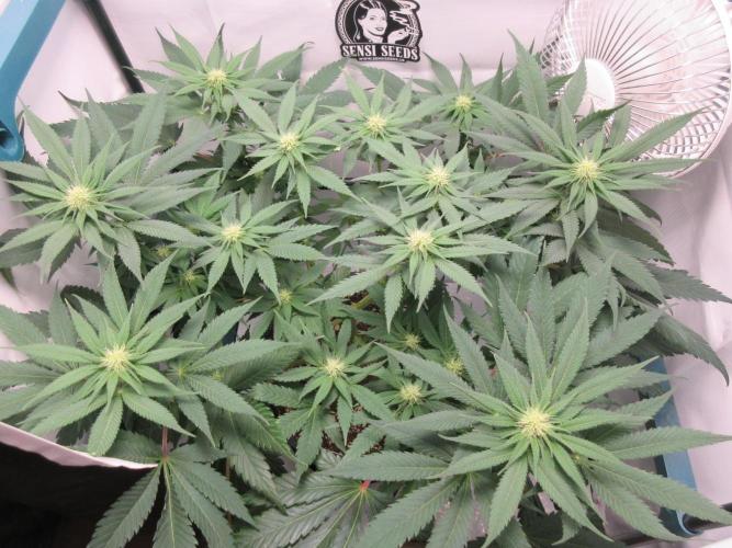 SENSI Sweet Cherry Kush-Time Lapse. Week 8 - Day 56 - Happy plant!