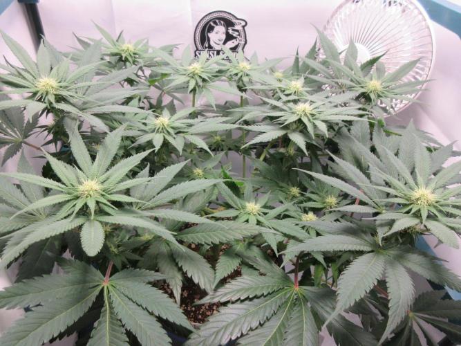 SENSI Sweet Cherry Kush-Time Lapse. Week 8 - Day 56