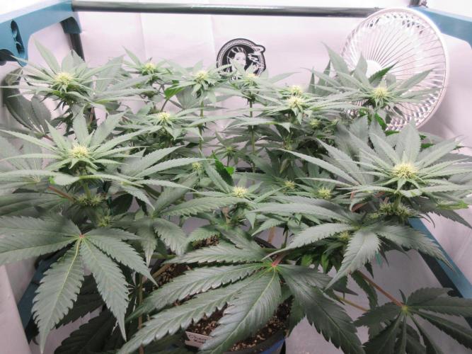 SENSI Sweet Cherry Kush-Time Lapse. Week 8 - Day 56