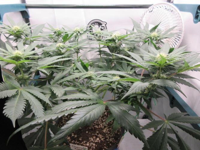 SENSI Sweet Cherry Kush-Time Lapse. Week 8 - Day 56 - Starting to get chunky!