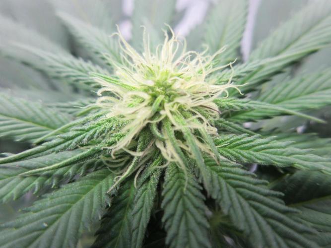 SENSI Sweet Cherry Kush-Time Lapse. Week 8 - Day 56 - pistil development