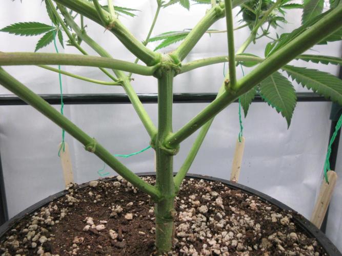 SENSI Sweet Cherry Kush-Time Lapse. Week 8 - View of under story