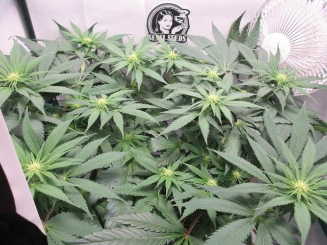 SENSI Sweet Cherry Kush-Time Lapse. Week 8 - Day 53 - Before defoliation