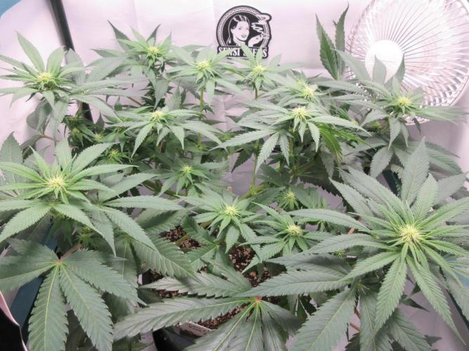 SENSI Sweet Cherry Kush-Time Lapse. Week 8 - Day 53 - After defoliation