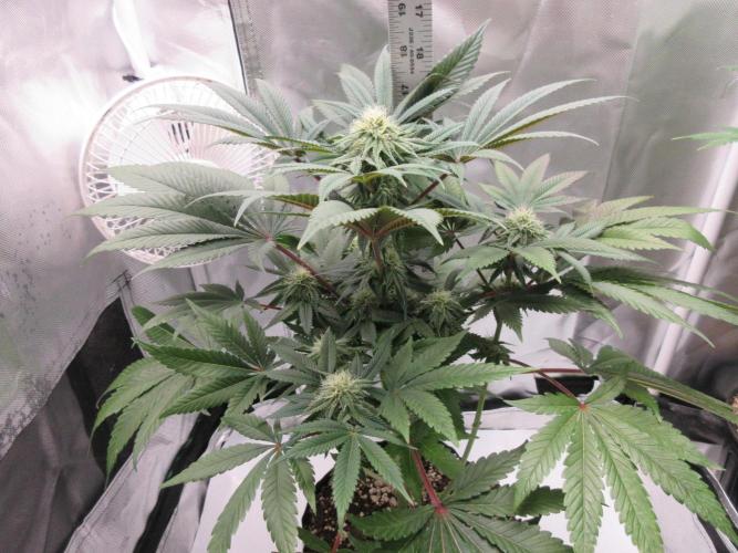 Grapefruit Grow. Week 10 - Grapefruit - 4 weeks flower completed