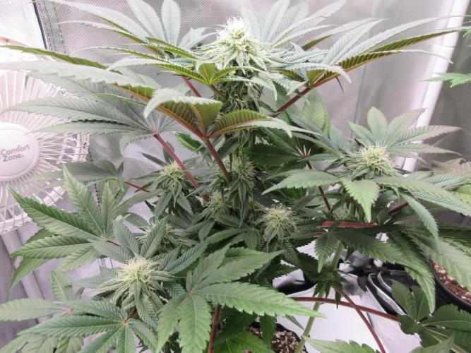 Grapefruit Grow. Week 10 - Grapefruit