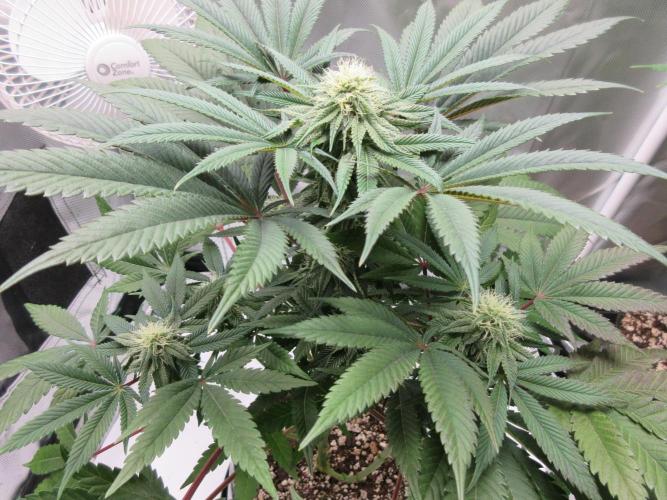 Grapefruit Grow. Week 10 - Grapefruit top