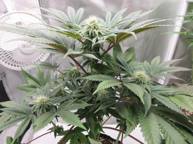 Grapefruit Grow. Week 10 - Getting chunky!