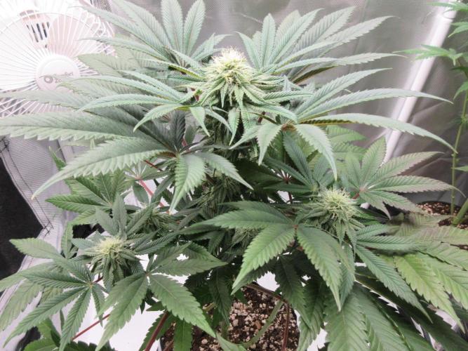 Grapefruit Grow. Week 10 - Grapefruit top