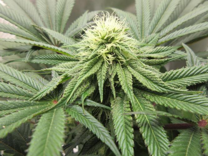 Grapefruit Grow. Week 10 - Close up of pistil development