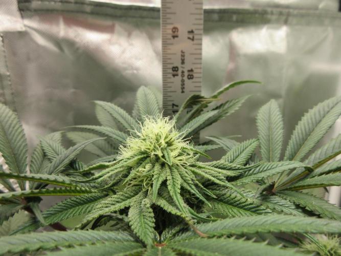 Grapefruit Grow. Week 10 - Grapefruit - 17 inches tall