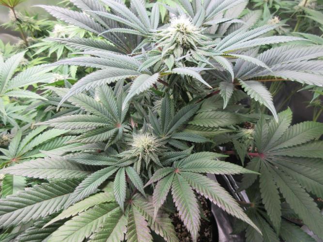 Grapefruit Grow. Week 10 - Close up of top - hints of purple