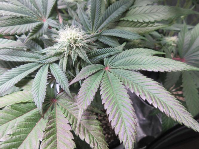 Grapefruit Grow. Week 10 - Close up of leaves with hints of purple