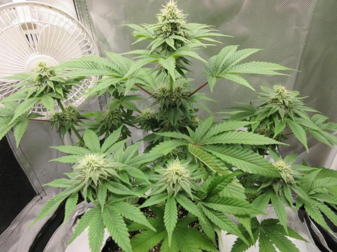 Apollo 11 x Grimm Glue Cross. Week 10 - Apollo 11/Glue X Animism ("Lil Joe")