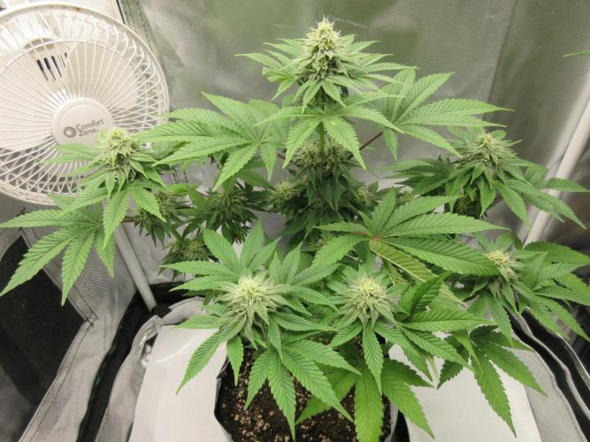 Apollo 11 x Grimm Glue Cross. Week 10 - Lil Joe - 4 weeks flowering completed
