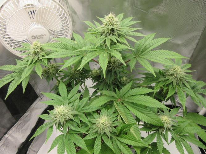 Apollo 11 x Grimm Glue Cross. Week 10 - Lil Joe