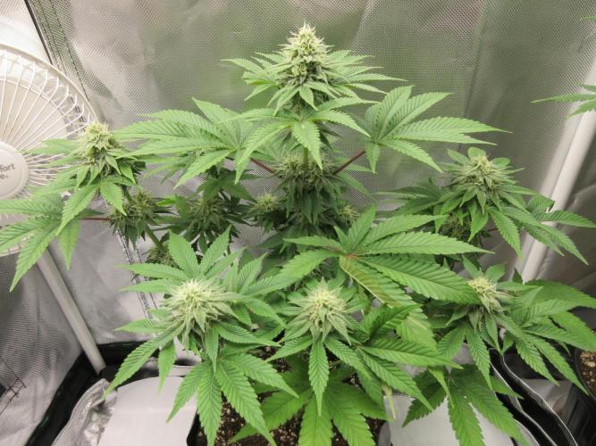 Apollo 11 x Grimm Glue Cross. Week 10 - Happy plant!