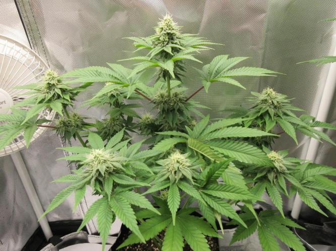 Apollo 11 x Grimm Glue Cross. Week 10 - Side view
