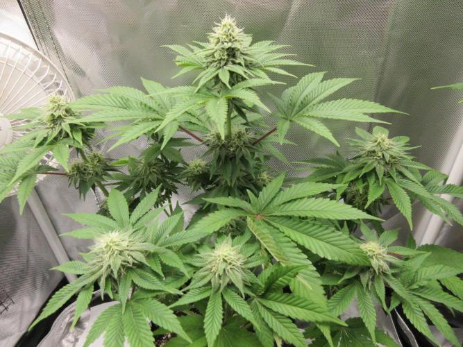 Apollo 11 x Grimm Glue Cross. Week 10 - Looking good!