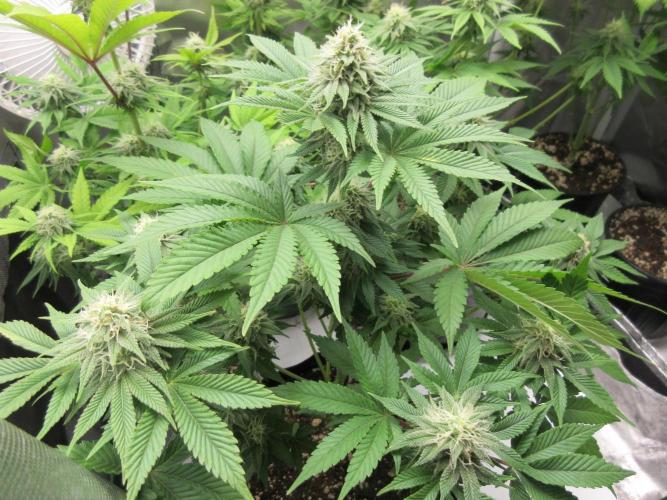 Apollo 11 x Grimm Glue Cross. Week 10 - View of top