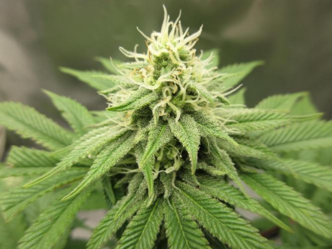 Apollo 11 x Grimm Glue Cross. Week 10 - Close up of top