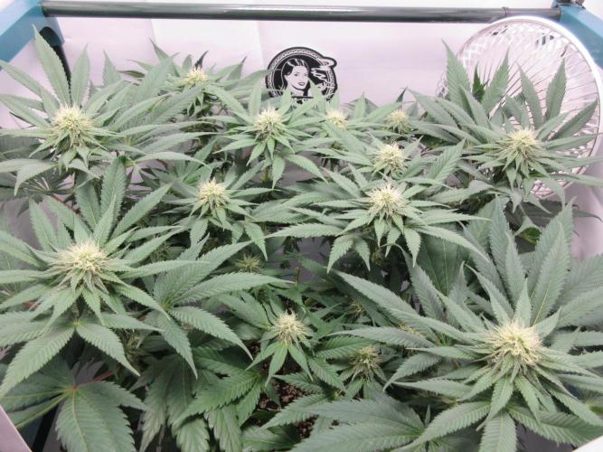 SENSI Sweet Cherry Kush-Time Lapse. Week 9 - Sweet Cherry Kush - Day 63