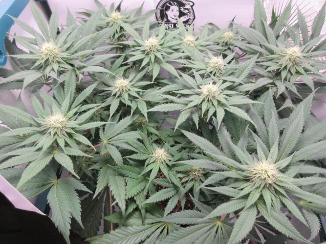 SENSI Sweet Cherry Kush-Time Lapse. Week 9 - Day 63 - 4 weeks into bloom