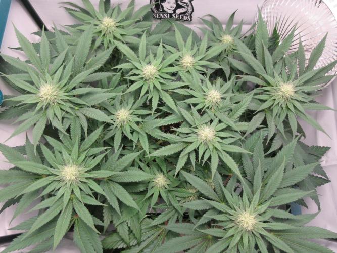 SENSI Sweet Cherry Kush-Time Lapse. Week 9 - Top view