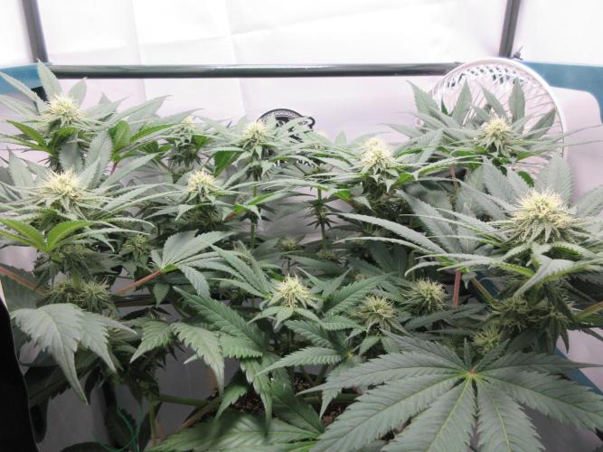SENSI Sweet Cherry Kush-Time Lapse. Week 9 - Starting to stack!