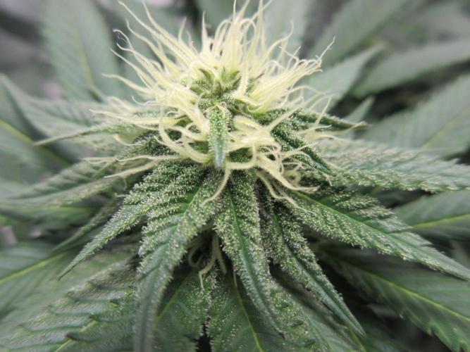 SENSI Sweet Cherry Kush-Time Lapse. Week 9 - Close up of pistil development