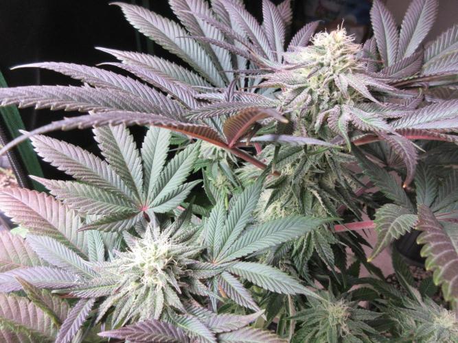 Grapefruit Grow. Week 11 - Grapefruit - 5 weeks flowering completed