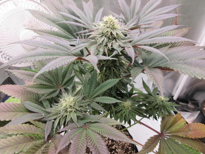 Grapefruit Grow. Week 11 - Bringing on the purple!