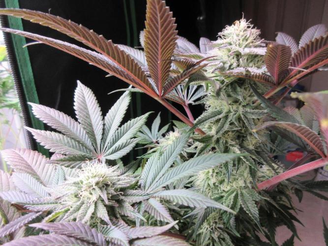 Grapefruit Grow. Week 11 - She is going to be something...can't wait for the taste