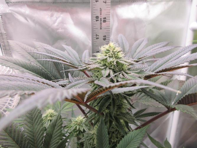 Grapefruit Grow. Week 11 - 17 inches tall