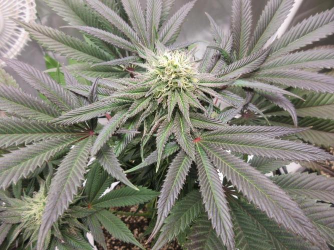 Grapefruit Grow. Week 11 - View of top - nice main cola