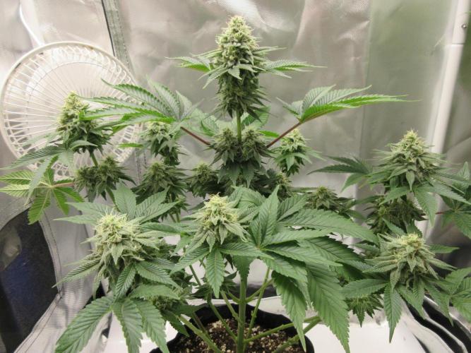 Apollo 11 x Grimm Glue Cross. Week 11 - Lil Joe - 5 weeks flowering